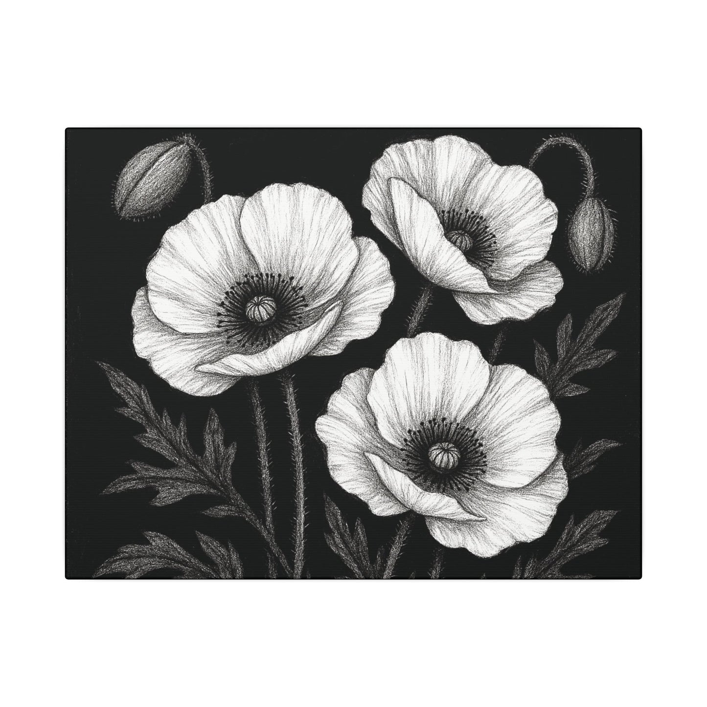 Mohnblumen Leinwandbild Schwarz-Weiß